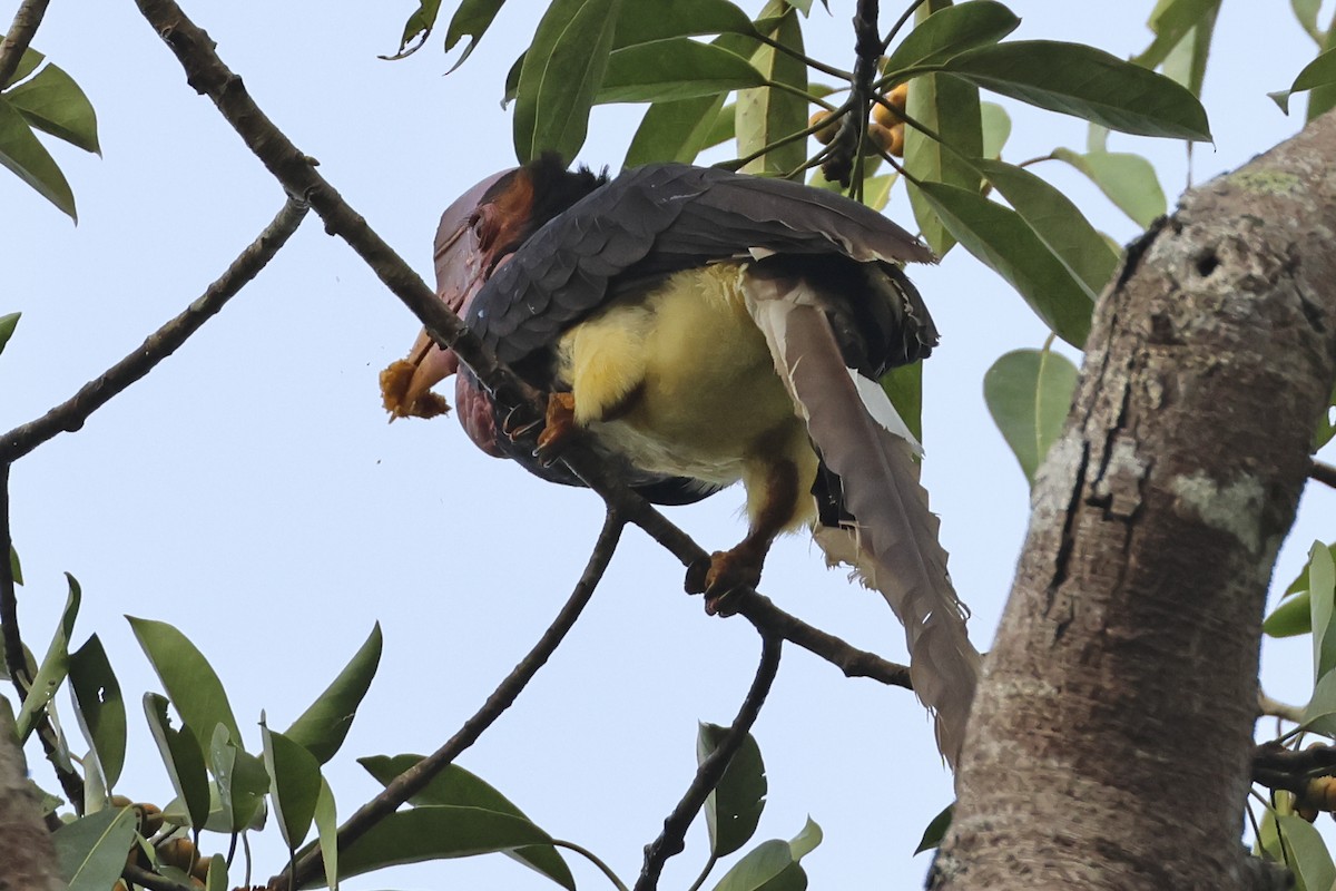 Helmeted Hornbill - Steven Whitebread