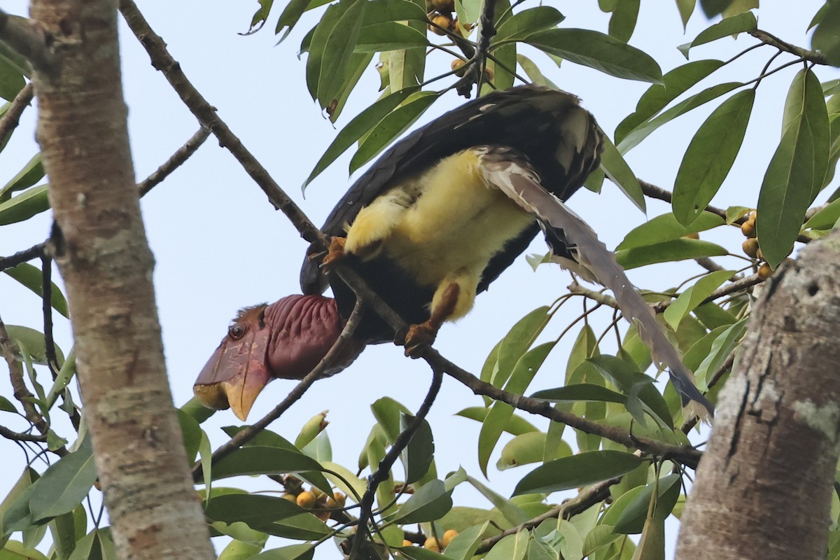 Helmeted Hornbill - Steven Whitebread