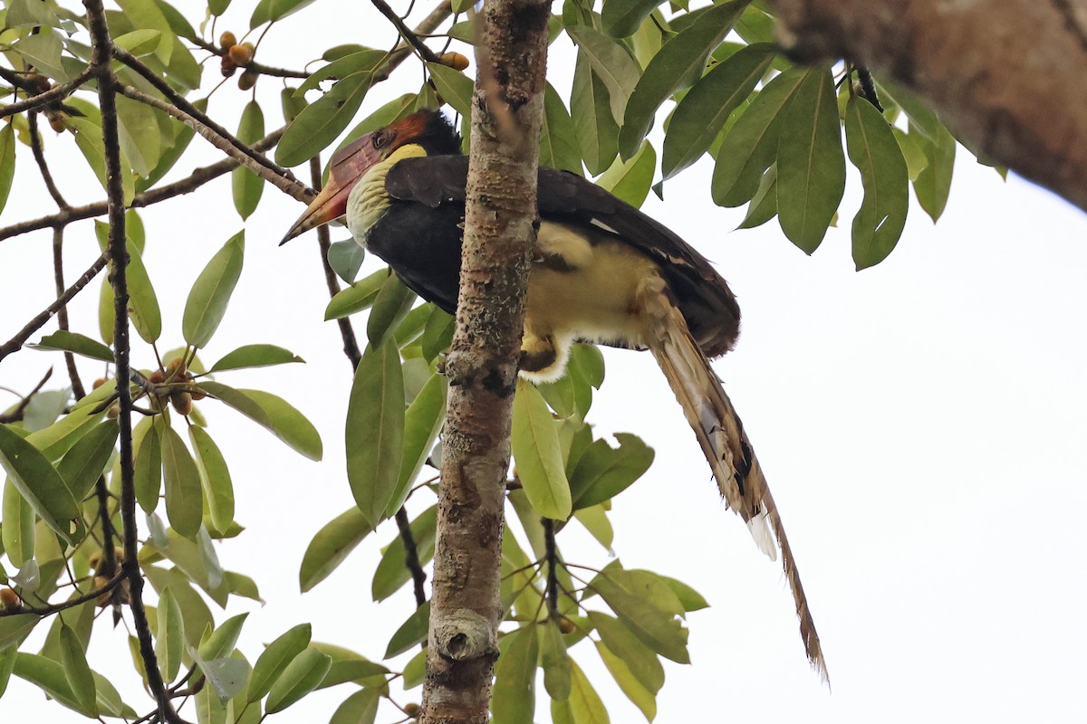 Helmeted Hornbill - Steven Whitebread