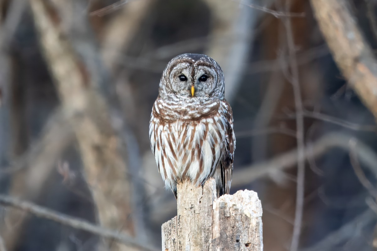 Barred Owl - ML615390367