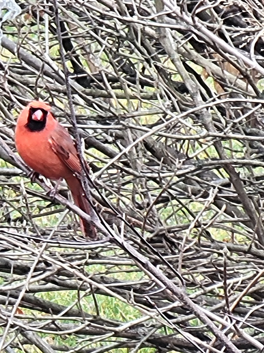 Kırmızı Kardinal - ML615390394