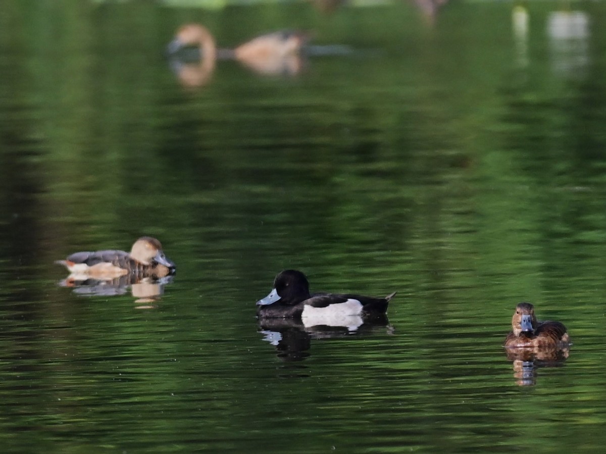 Tufted Duck - Dr. Dilip K G
