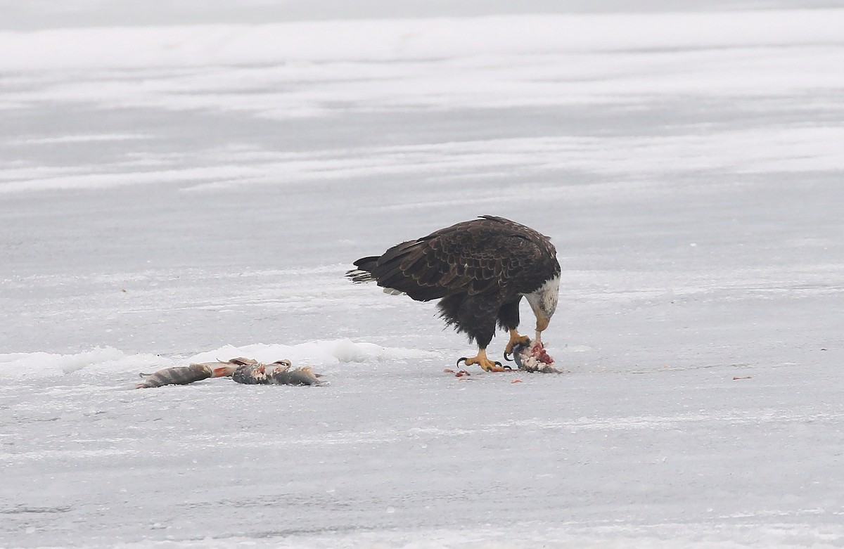 Bald Eagle - ML615390473