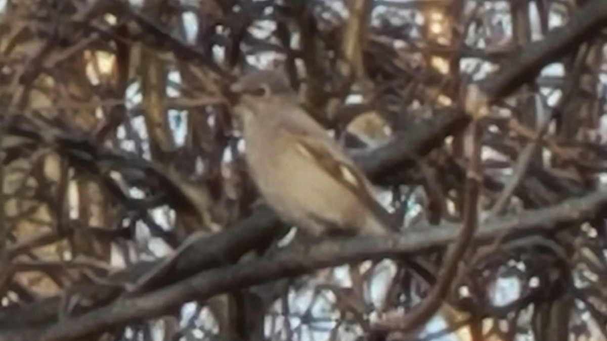 Townsend's Solitaire - ML615390478