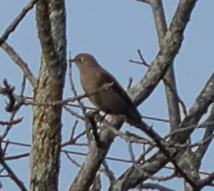 Townsend's Solitaire - ML615390480