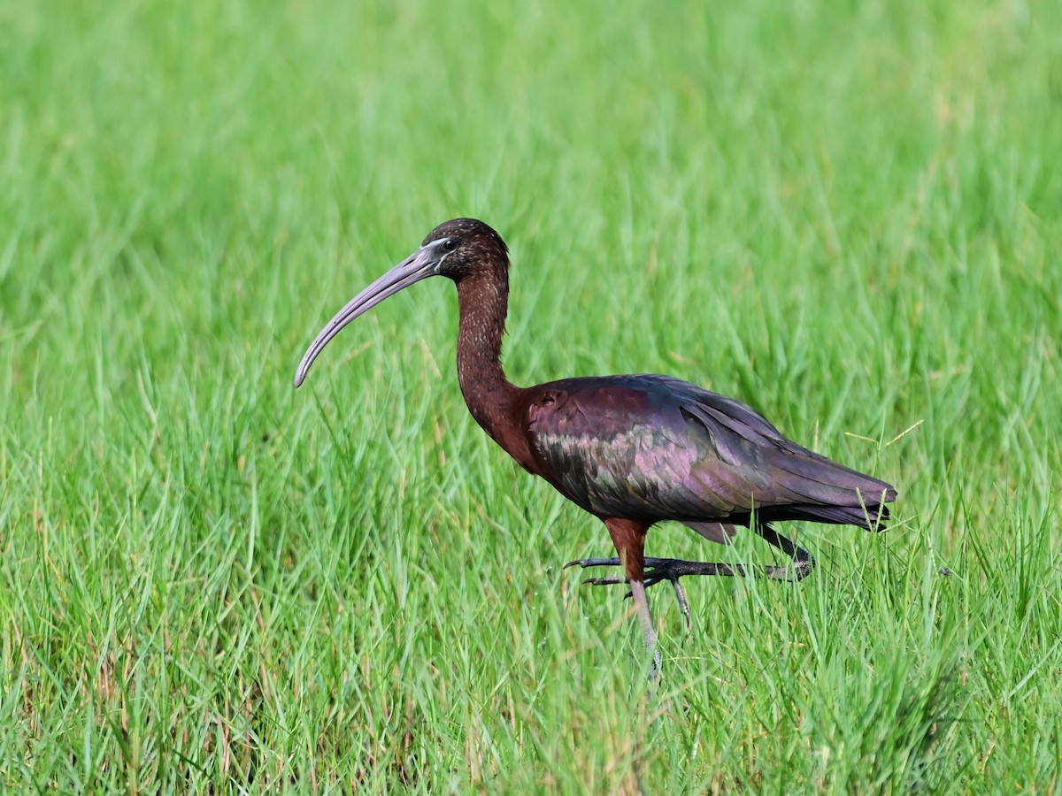 Glossy Ibis - Dr. Dilip K G