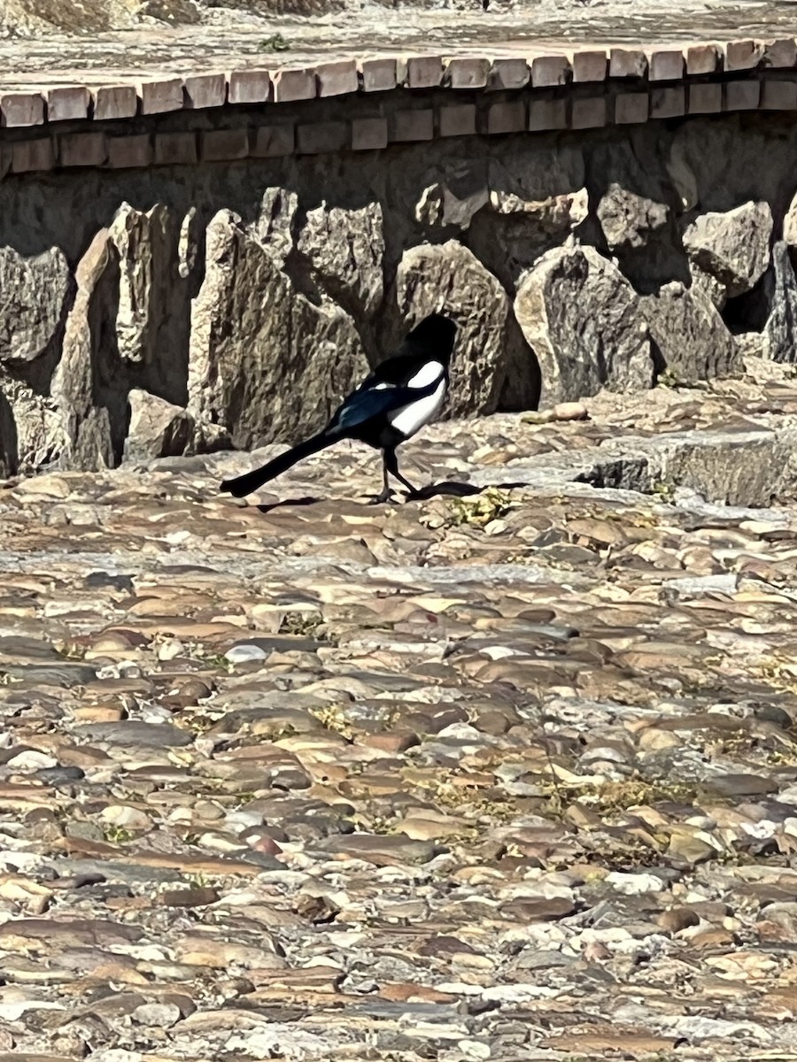 Eurasian Magpie - ML615390515