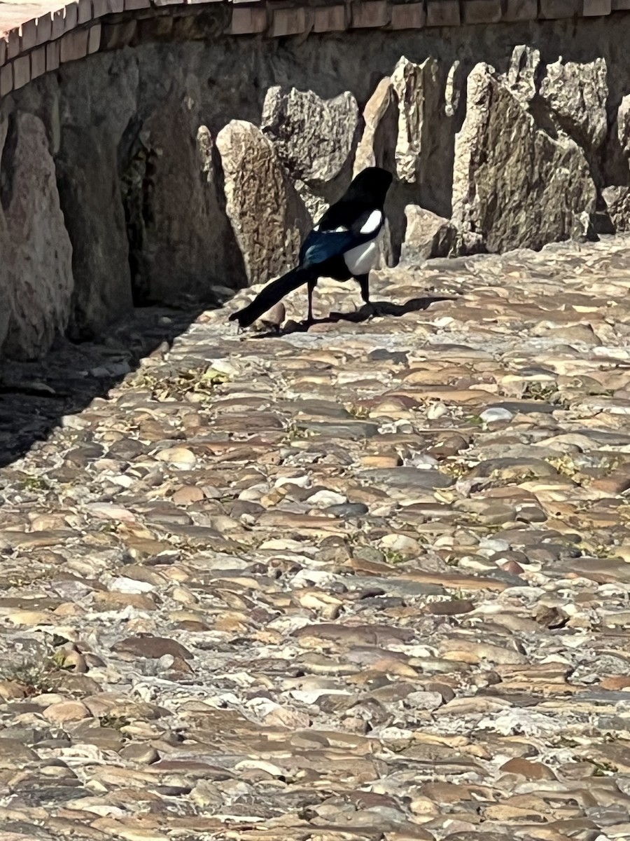 Eurasian Magpie - ML615390516