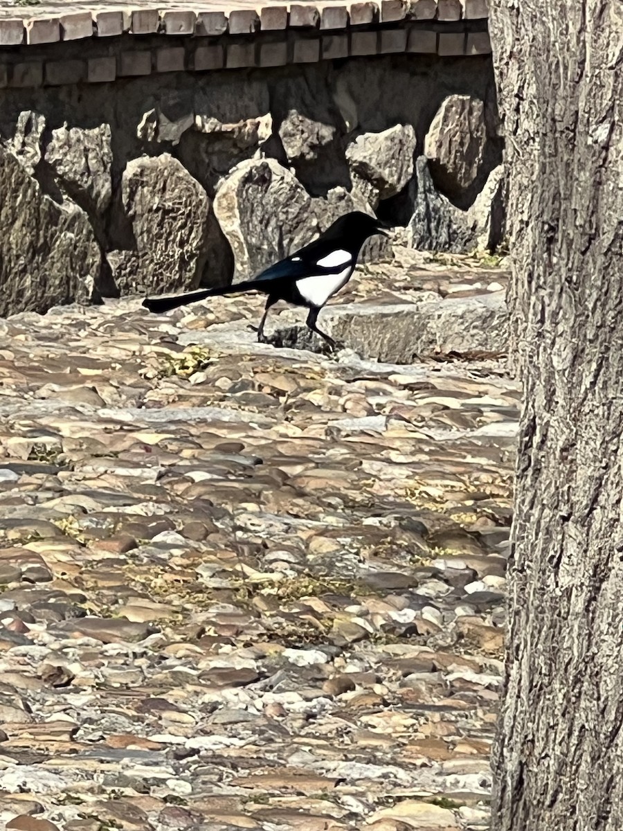 Eurasian Magpie - ML615390517