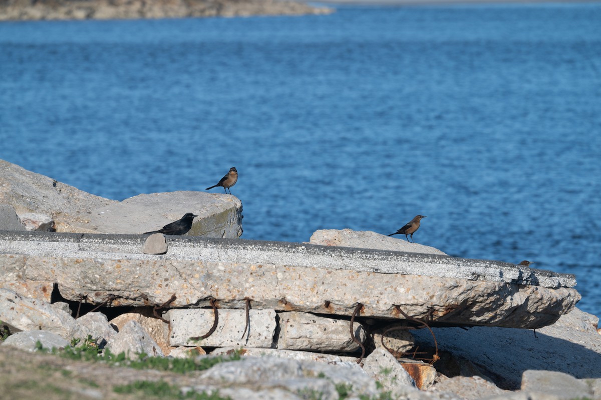 Boat-tailed Grackle - ML615390539