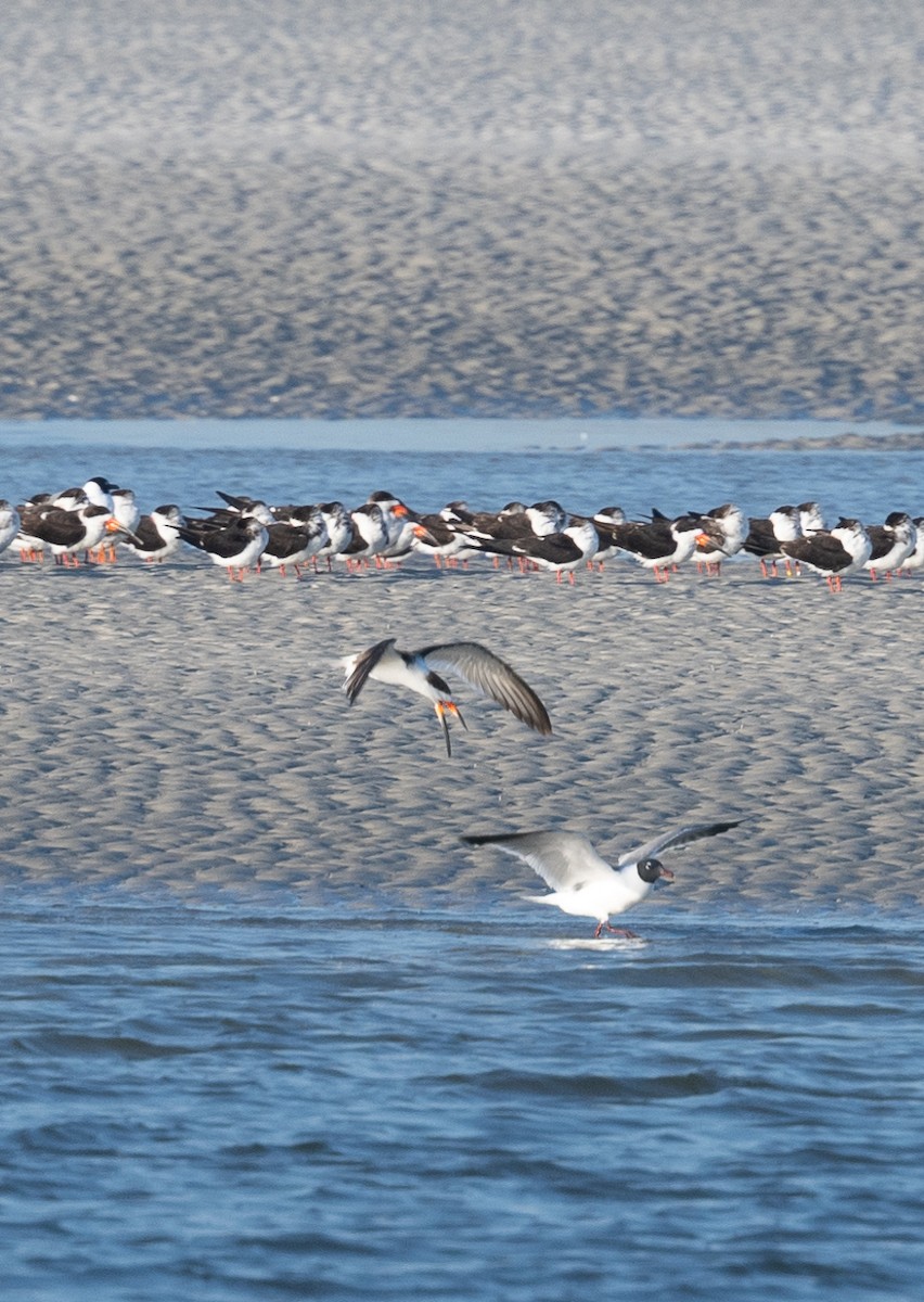 Black Skimmer - ML615390542