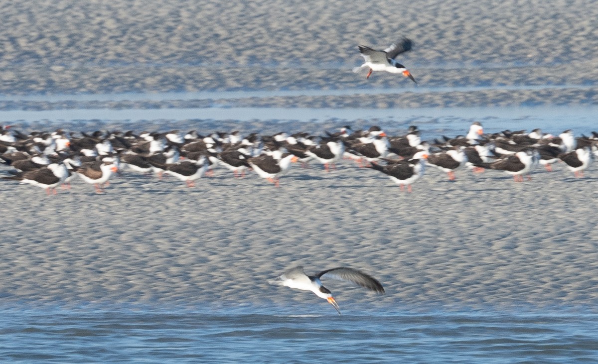 Black Skimmer - ML615390543