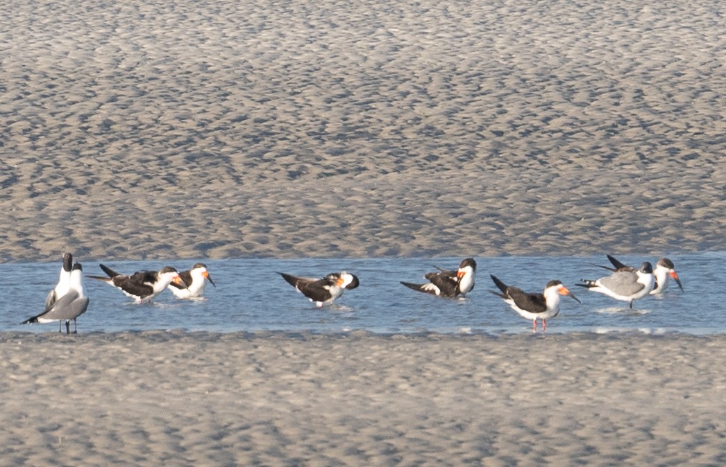 Black Skimmer - ML615390544