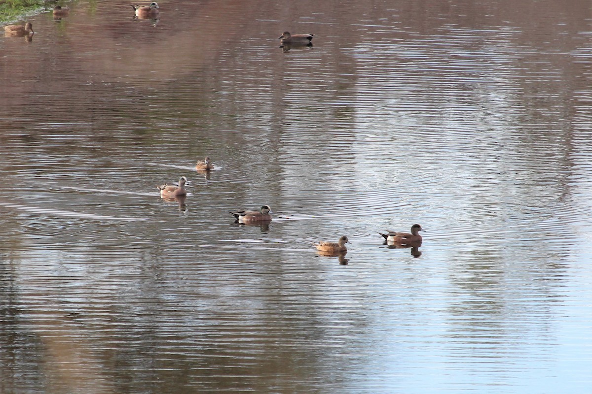 American Wigeon - ML615390701