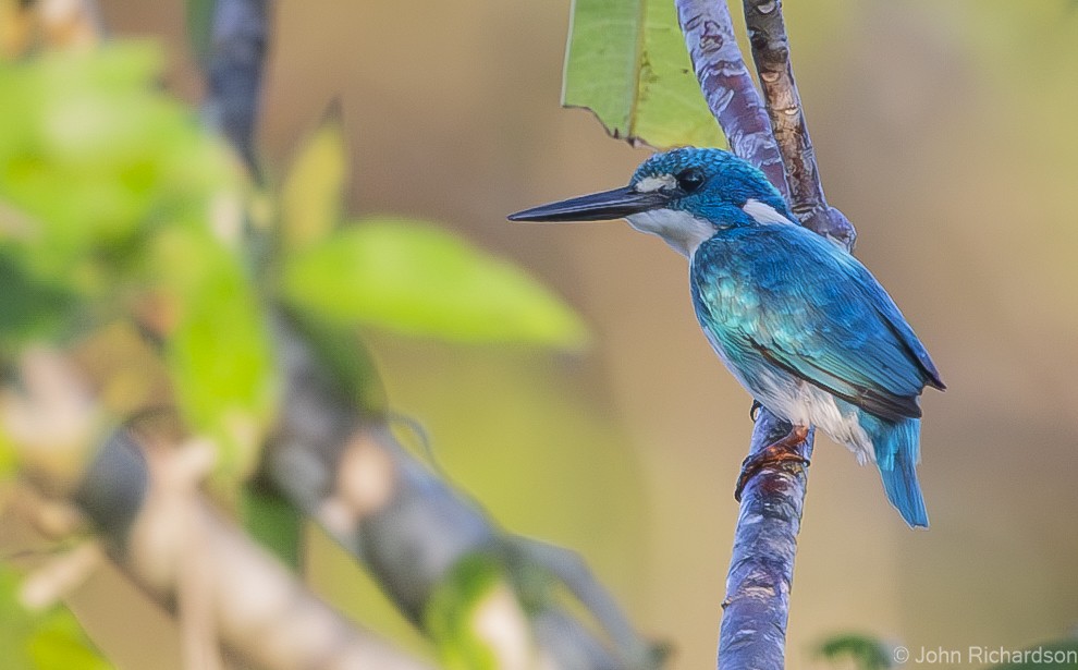 Small Blue Kingfisher - ML615390778
