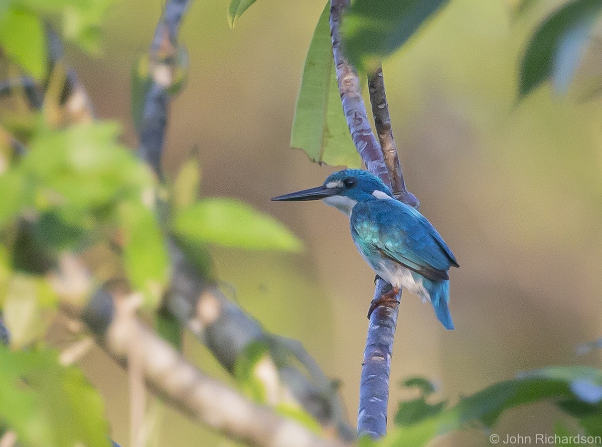 Small Blue Kingfisher - ML615390780
