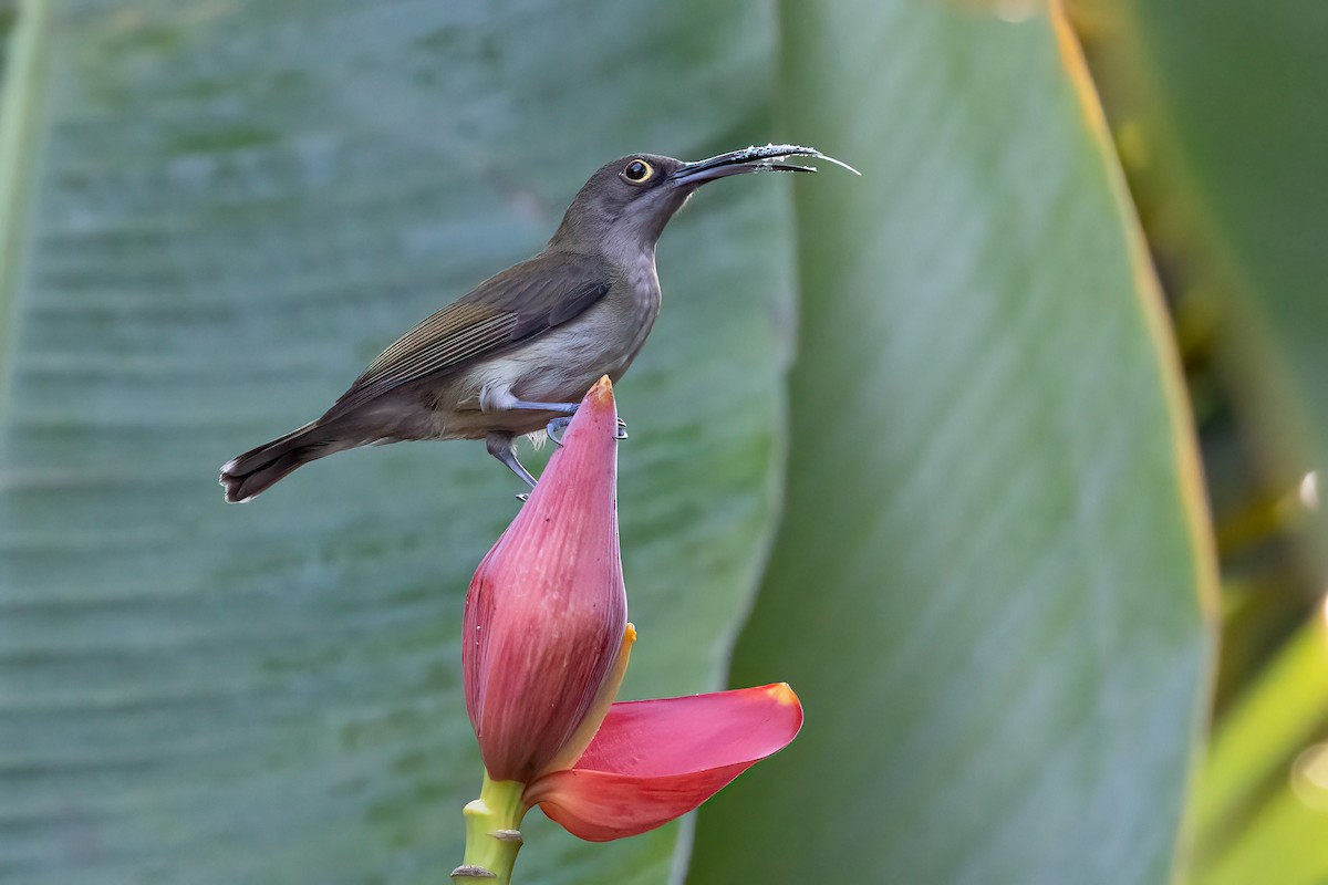 Pale Spiderhunter - ML615390789