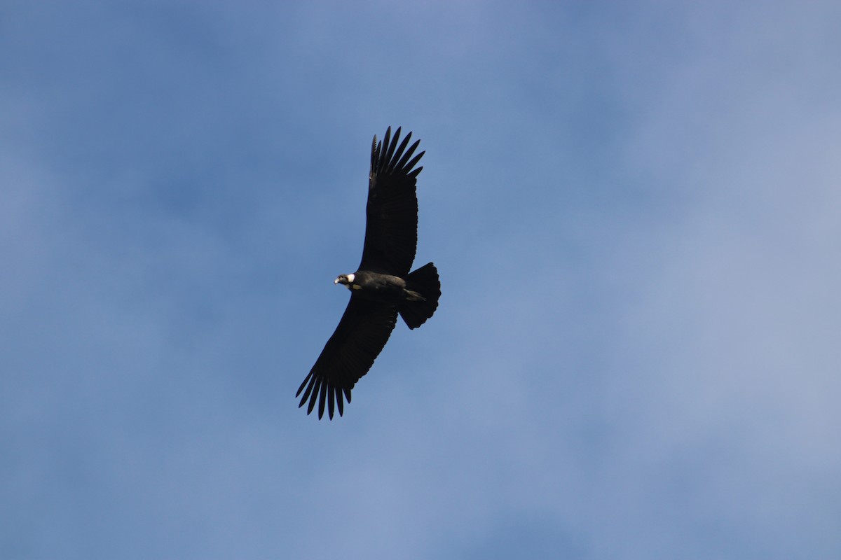 Andean Condor - ML615390795