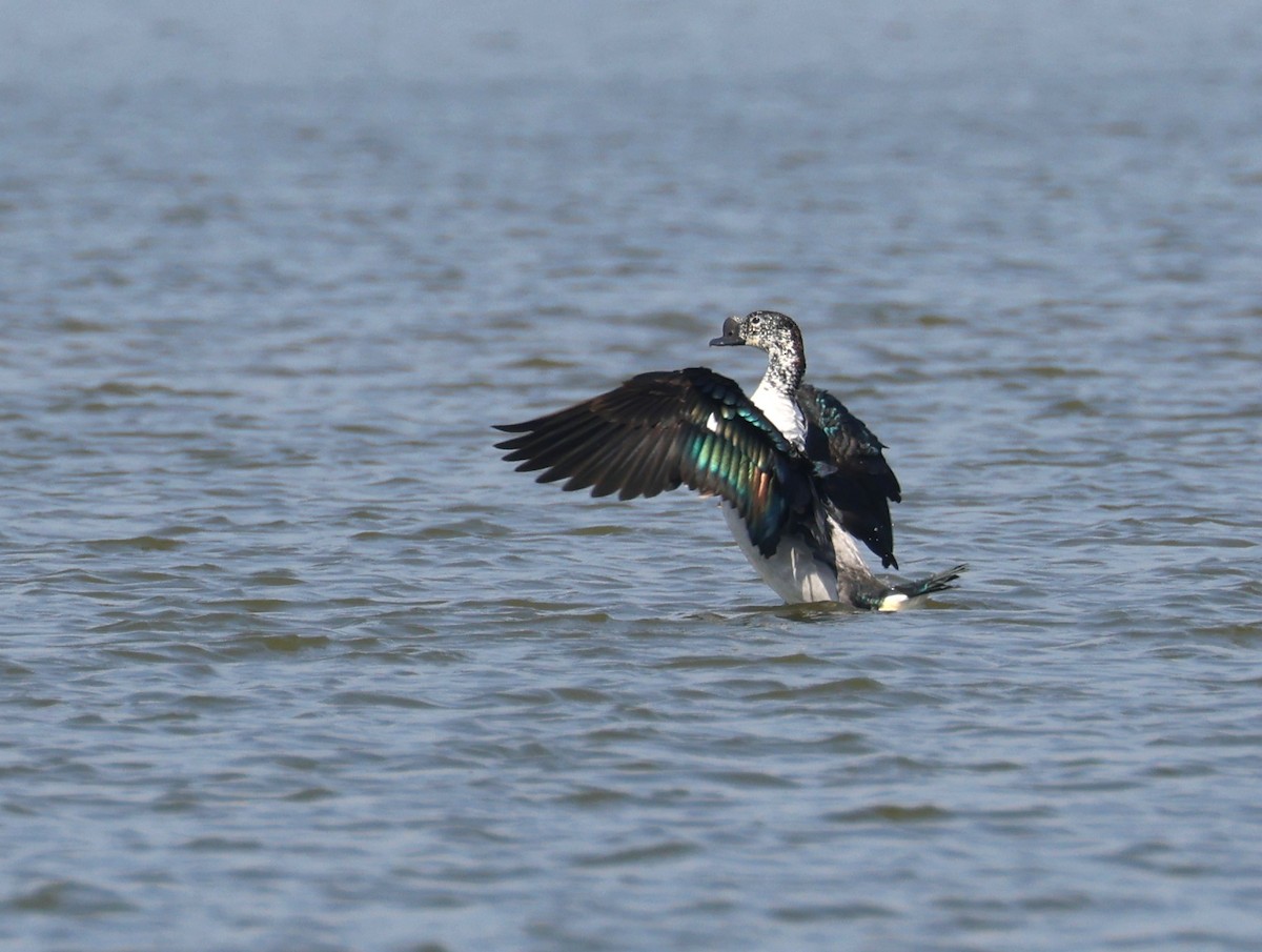 Knob-billed Duck - ML615390802