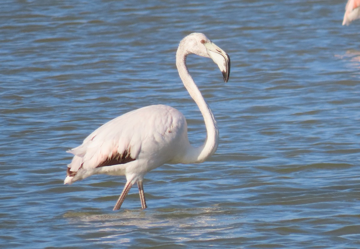 Greater Flamingo - ML615390822