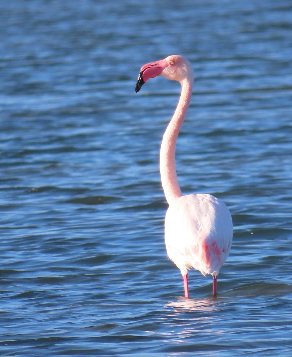 Greater Flamingo - ML615390823