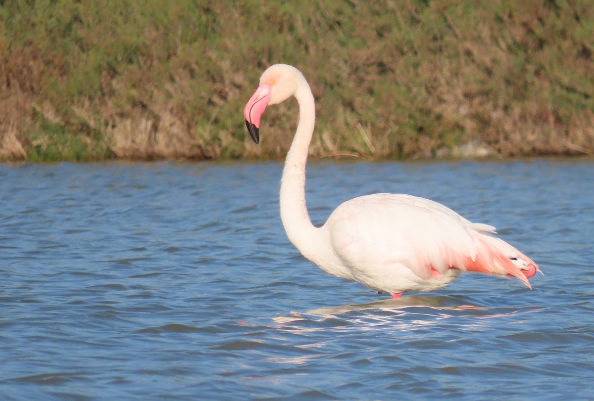 Flamant rose - ML615390825