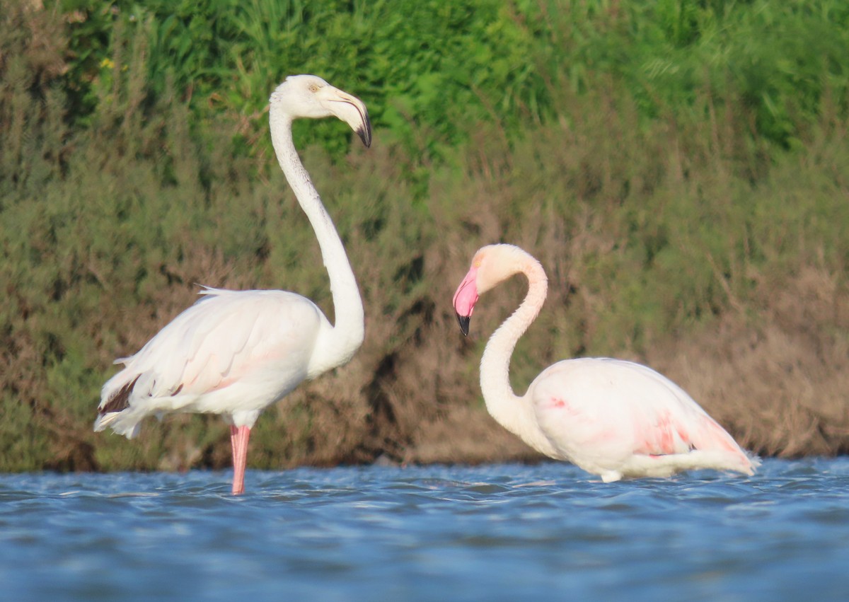 Flamant rose - ML615390827