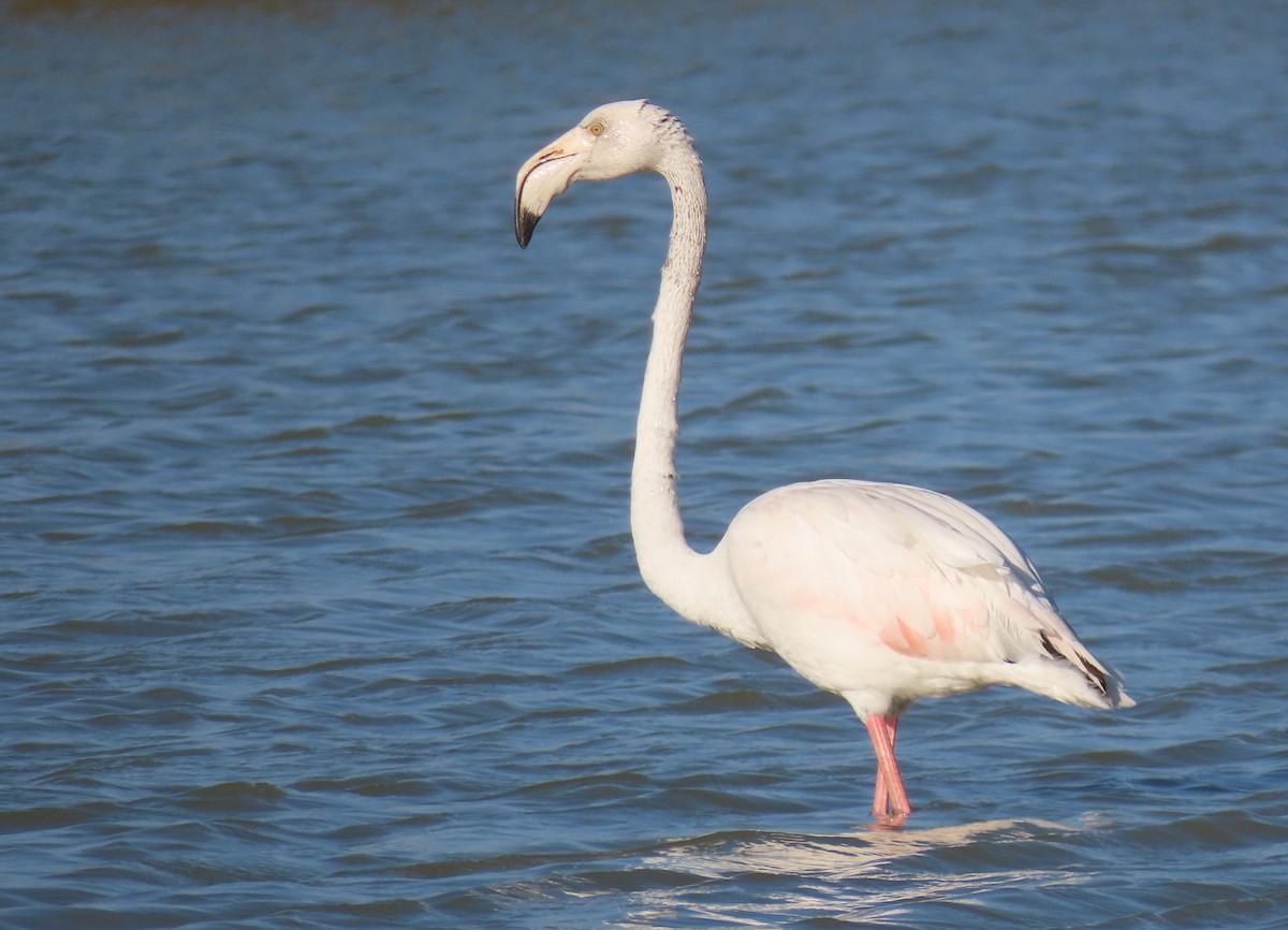 Flamant rose - ML615390828