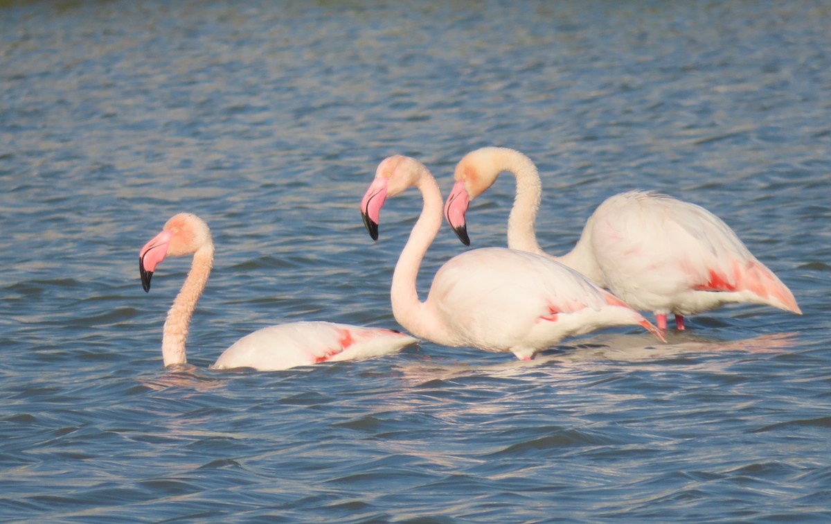 Greater Flamingo - הלל נחמן