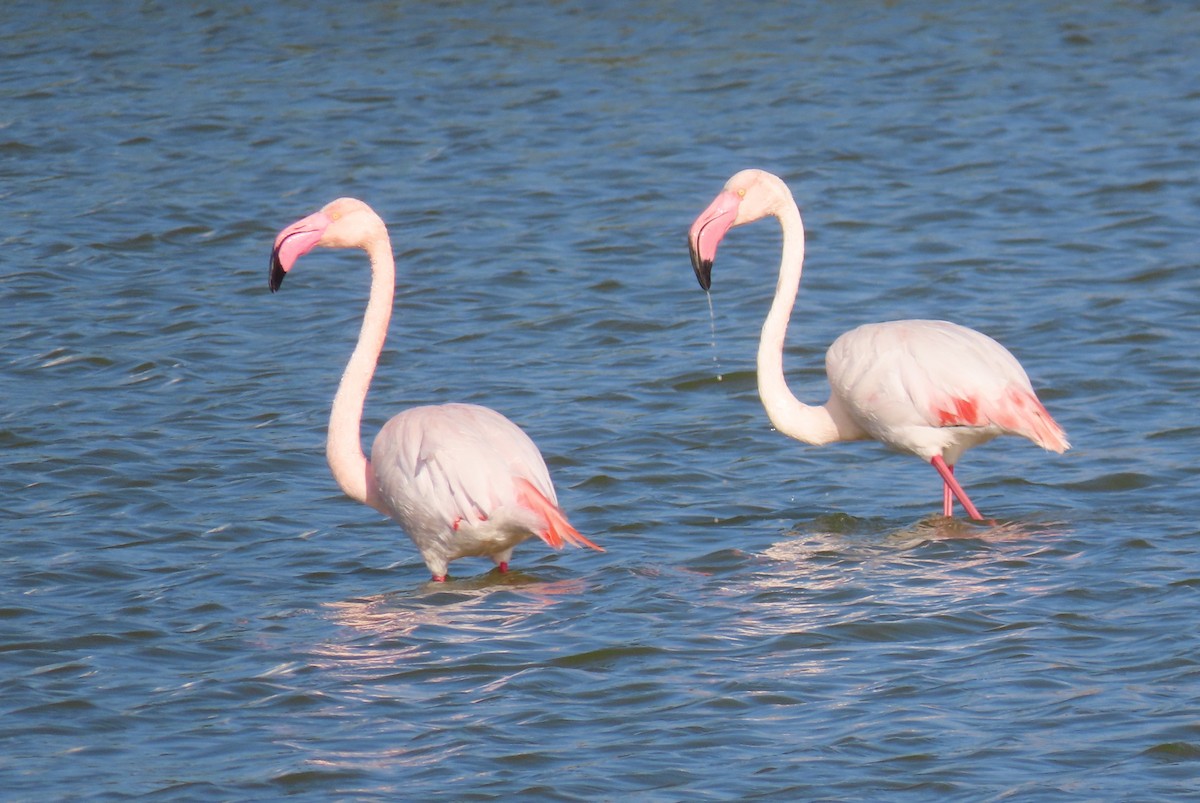 Greater Flamingo - ML615390830