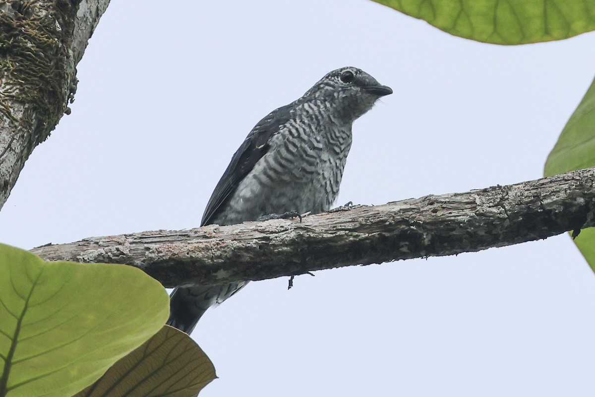 Lesser Cuckooshrike - Steven Whitebread