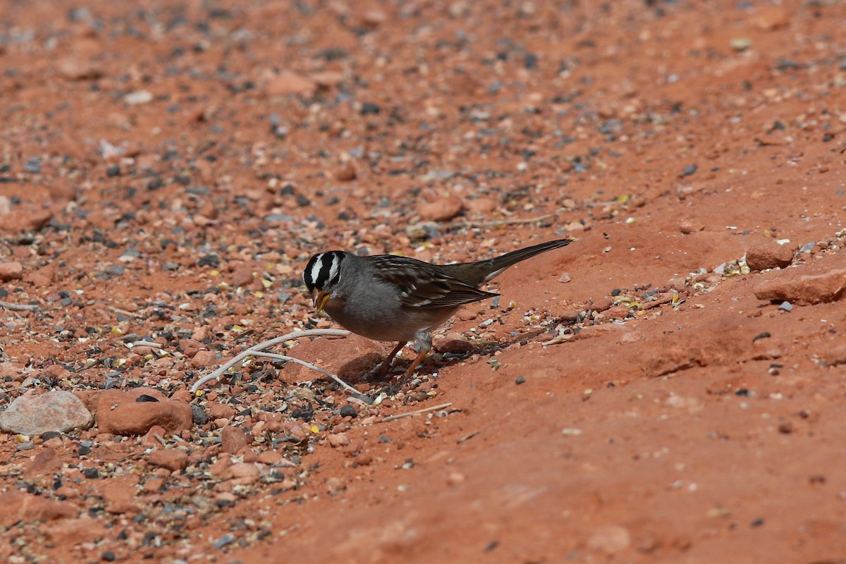 White-crowned Sparrow - Don Brode