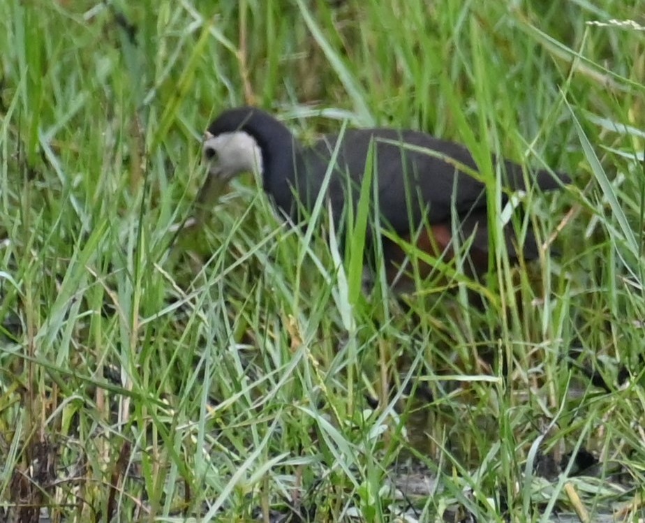 White-breasted Waterhen - ML615390882