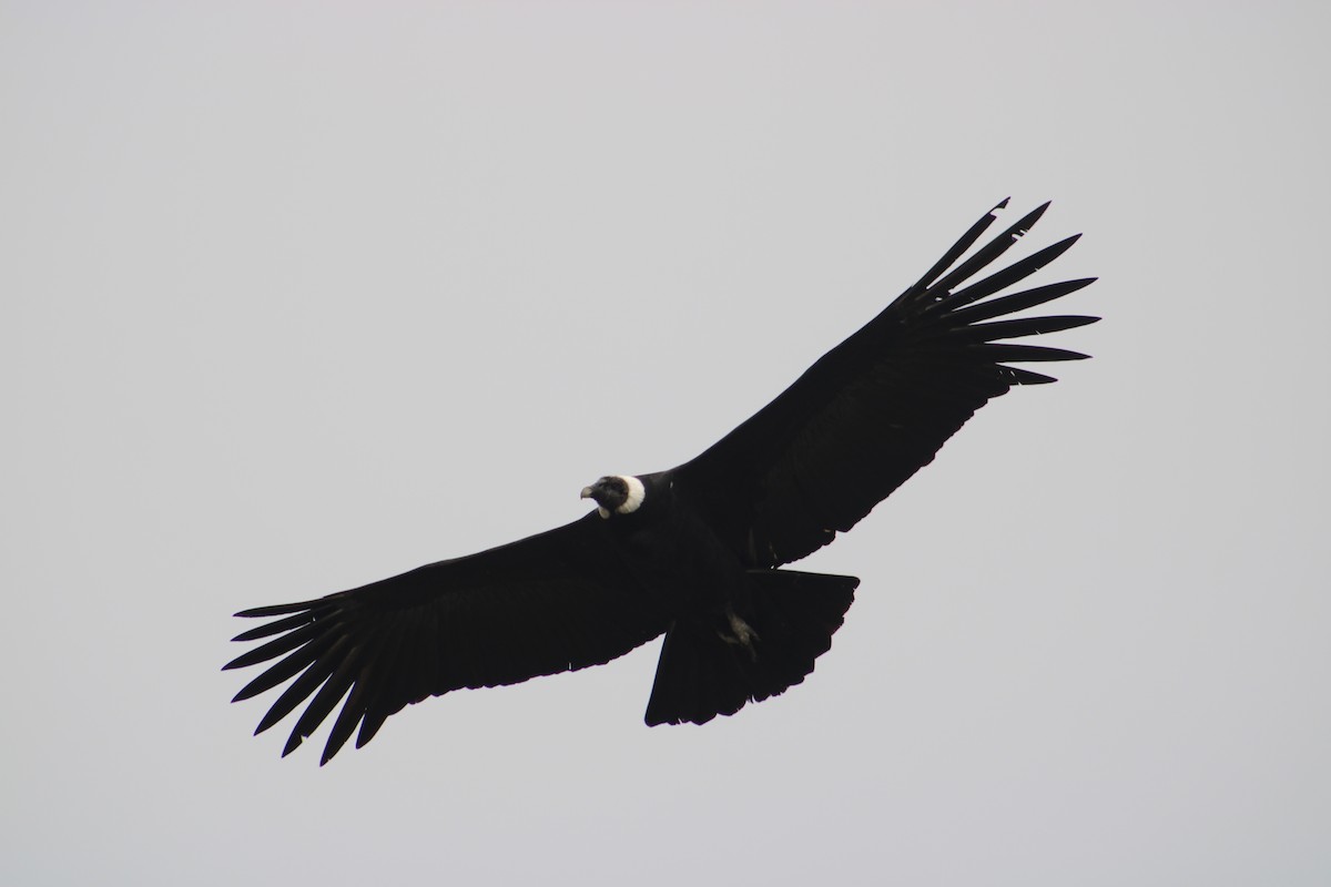 Andean Condor - ML615390906