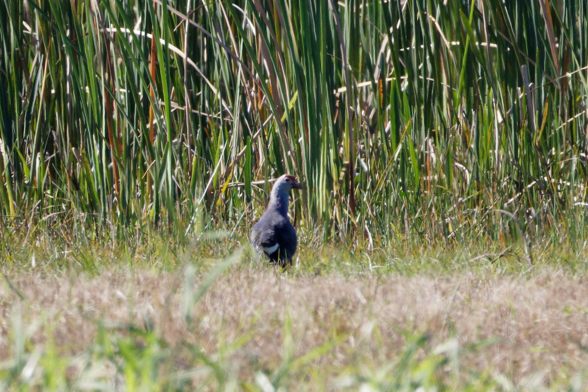 Gray-headed Swamphen - ML615390941