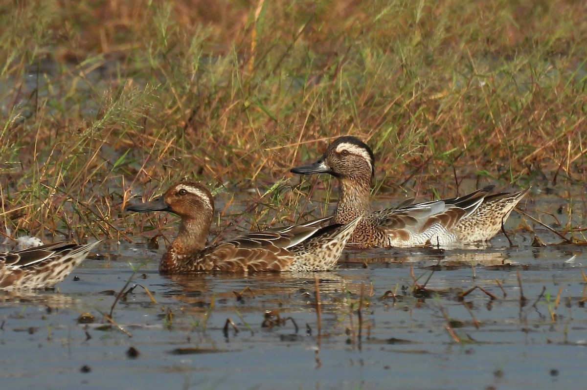 Garganey - ML615390956