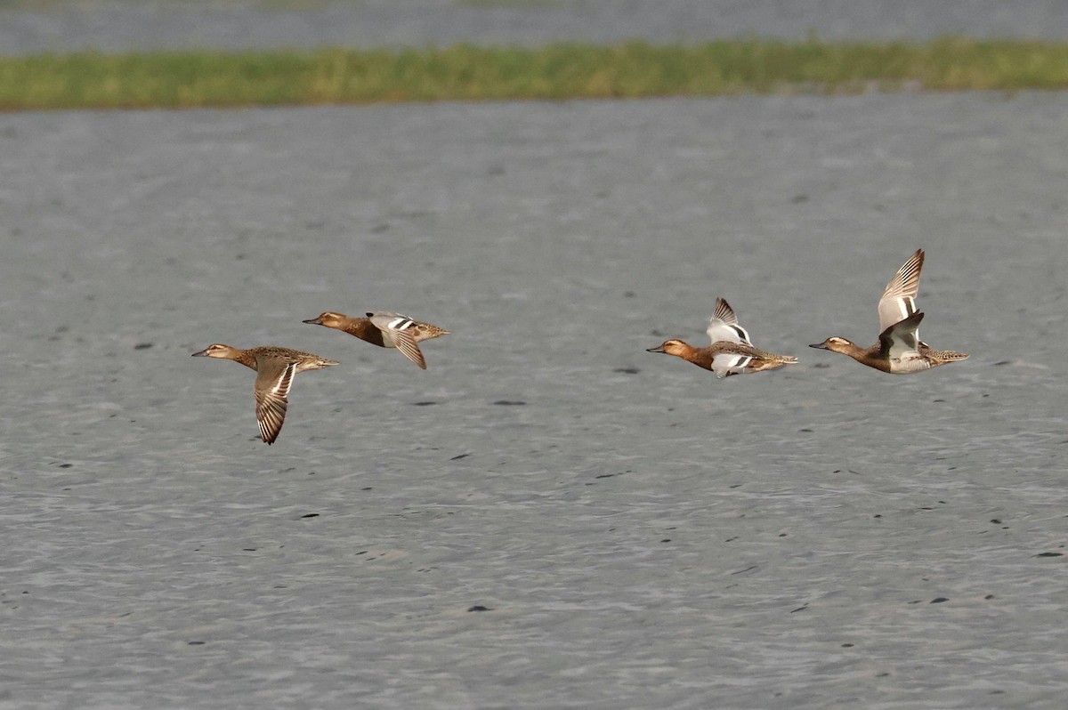 Garganey - ML615390959