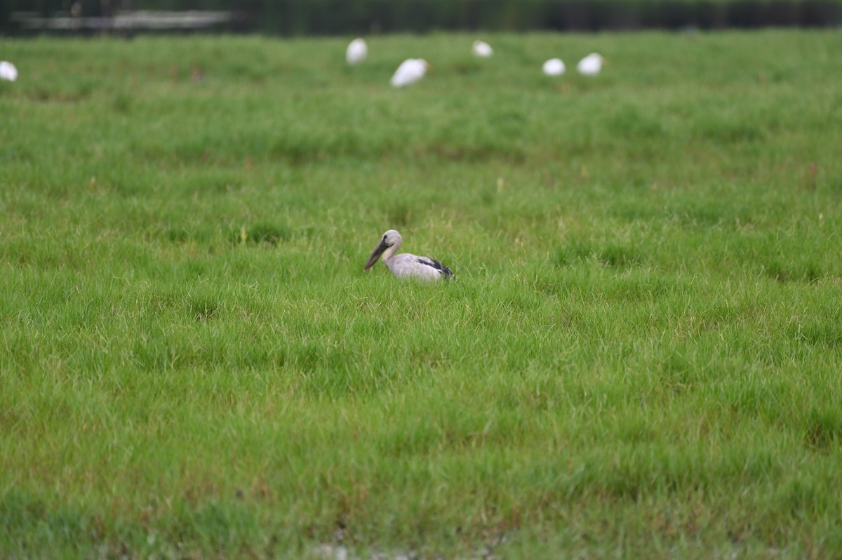 Asian Openbill - ML615390964