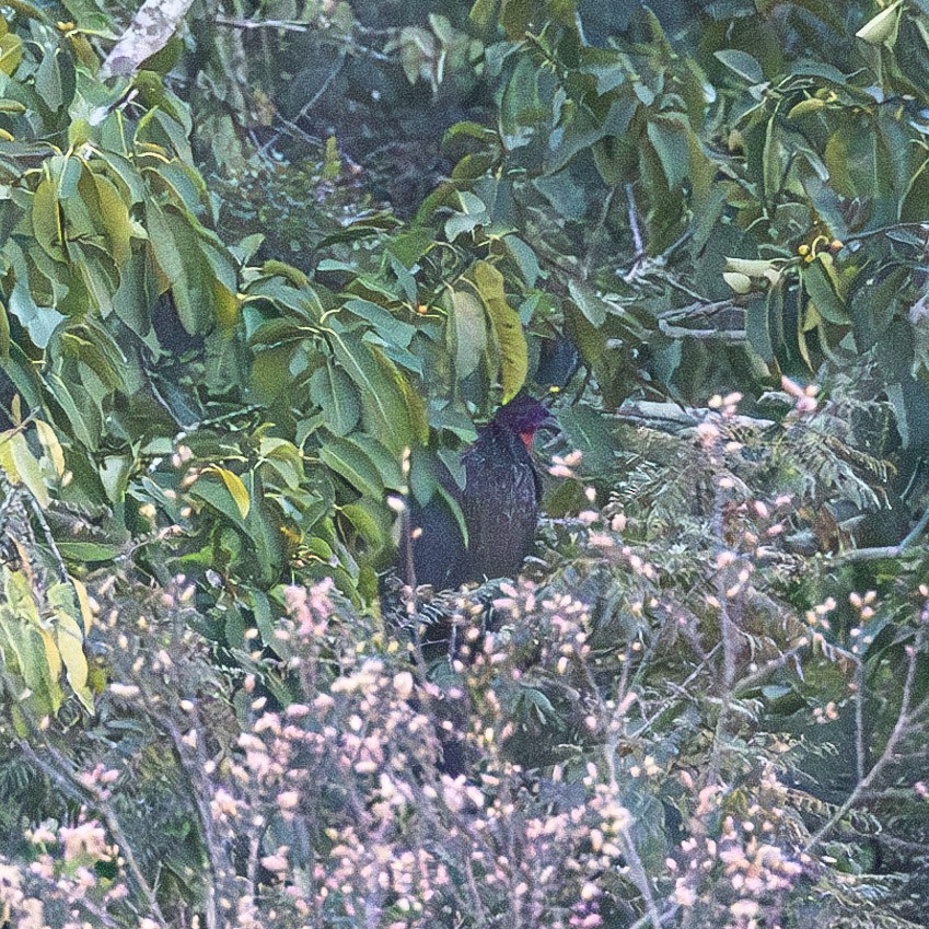 Crested Guan - ML615391009