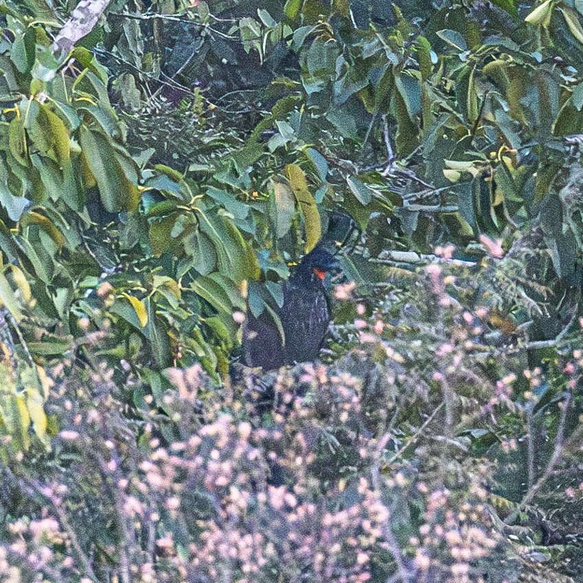 Crested Guan - ML615391011