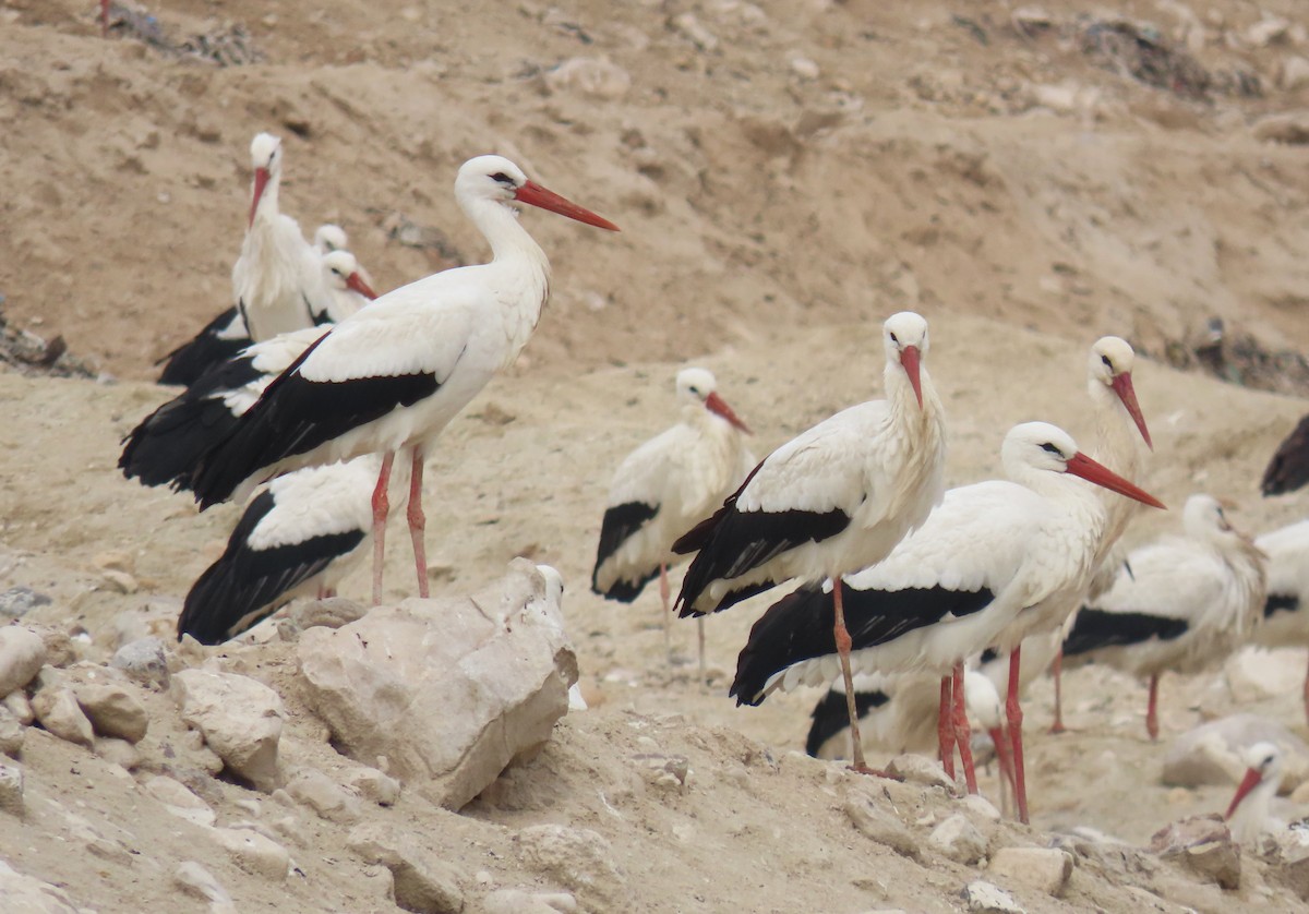 White Stork - ML615391014