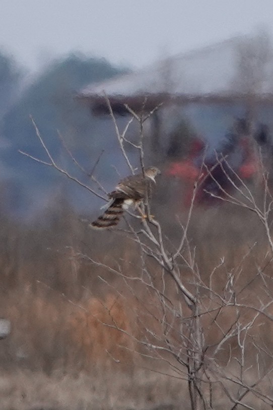 Sharp-shinned Hawk - Meredith Lusk