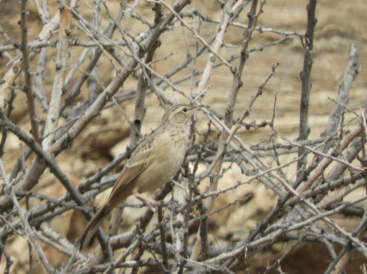 Long-billed Pipit - ML615391021