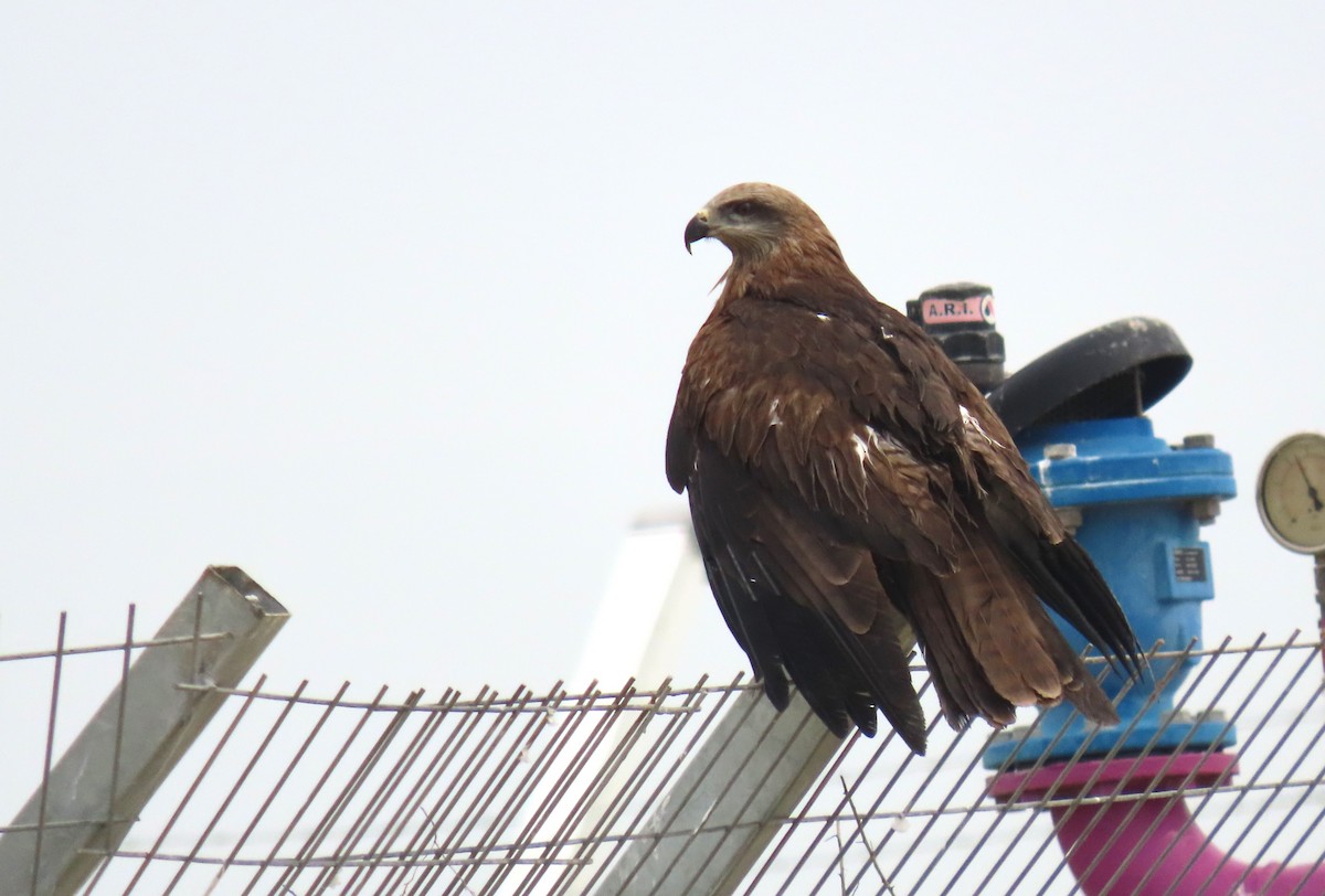 Black Kite - ML615391029