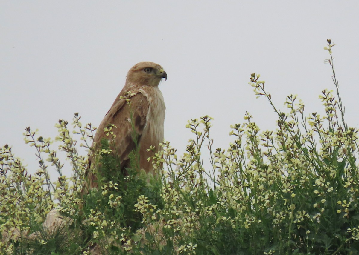 Long-legged Buzzard - ML615391041