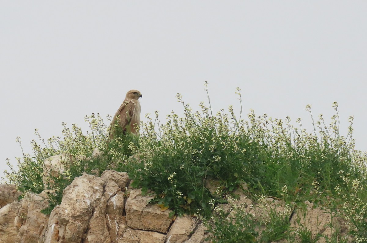 Long-legged Buzzard - ML615391043