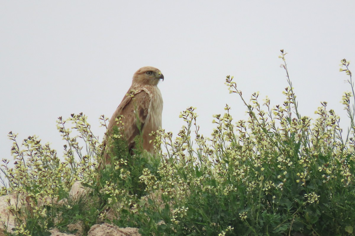 Long-legged Buzzard - ML615391044