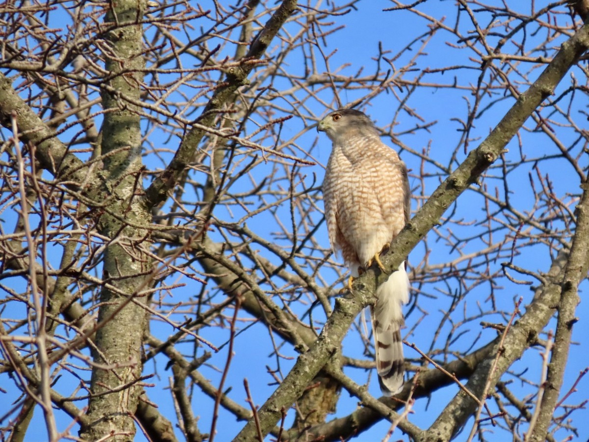 Cooper's Hawk - ML615391046