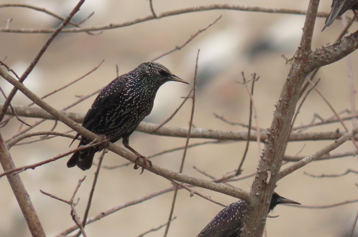 European Starling - ML615391058