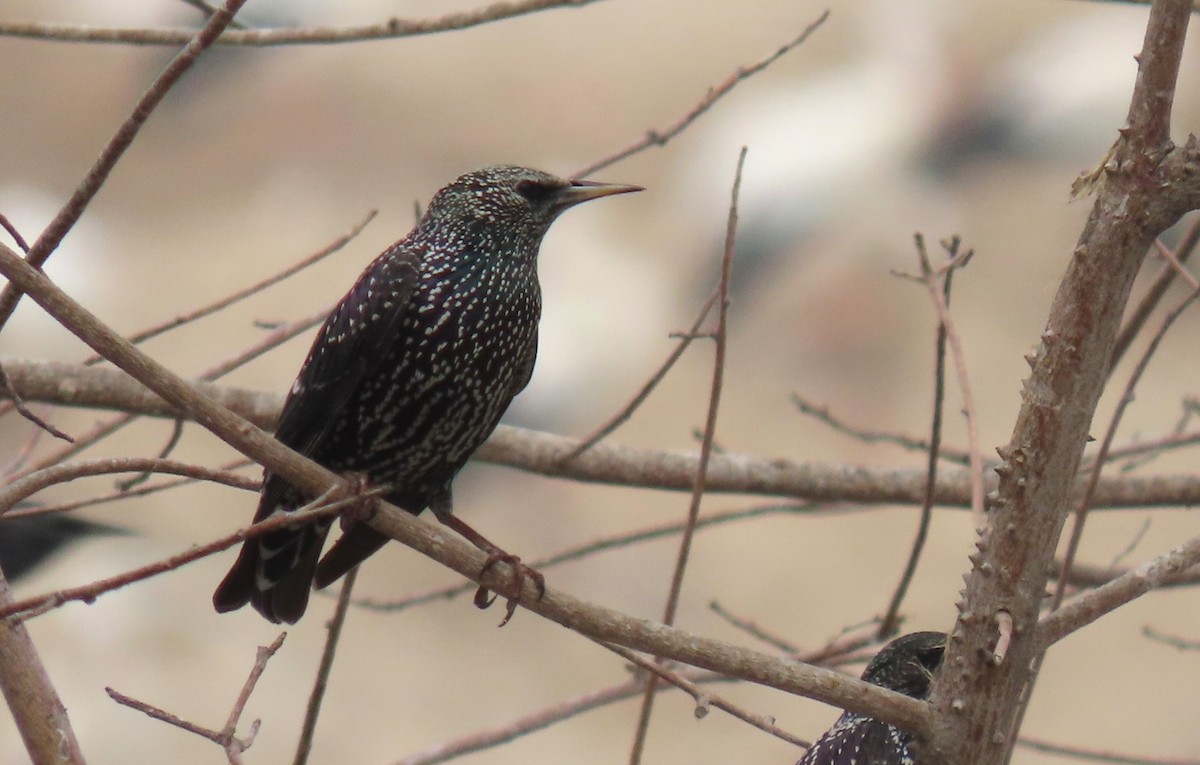 European Starling - ML615391059